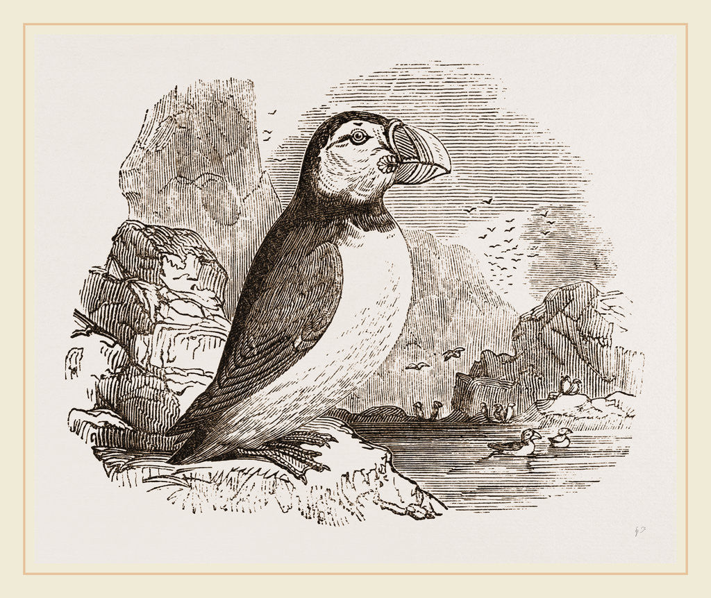 Detail of Puffin by Anonymous