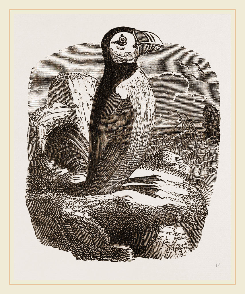 Detail of Puffin by Anonymous