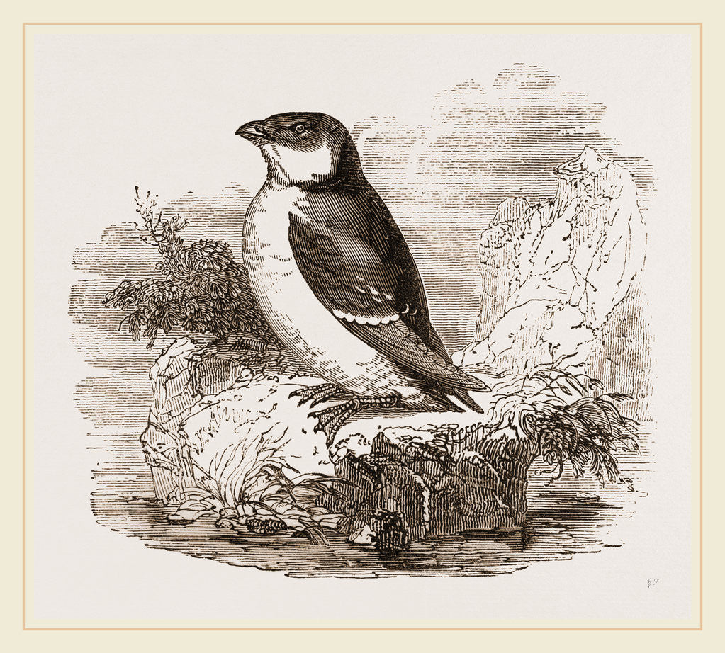 Detail of Little Auk by Anonymous