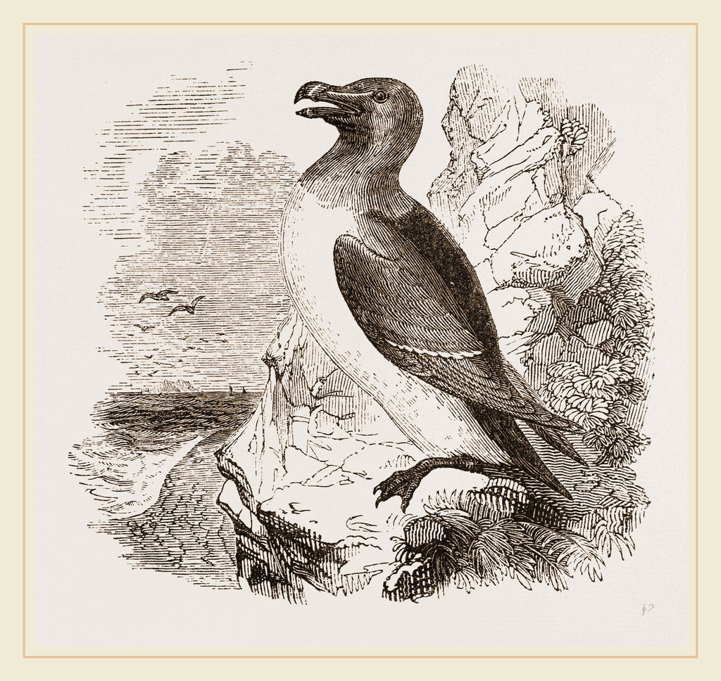 Detail of Razor-bill by Anonymous