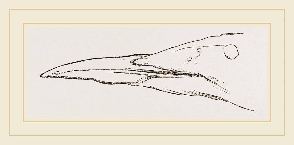 Detail of Bill of Guillemot by Anonymous