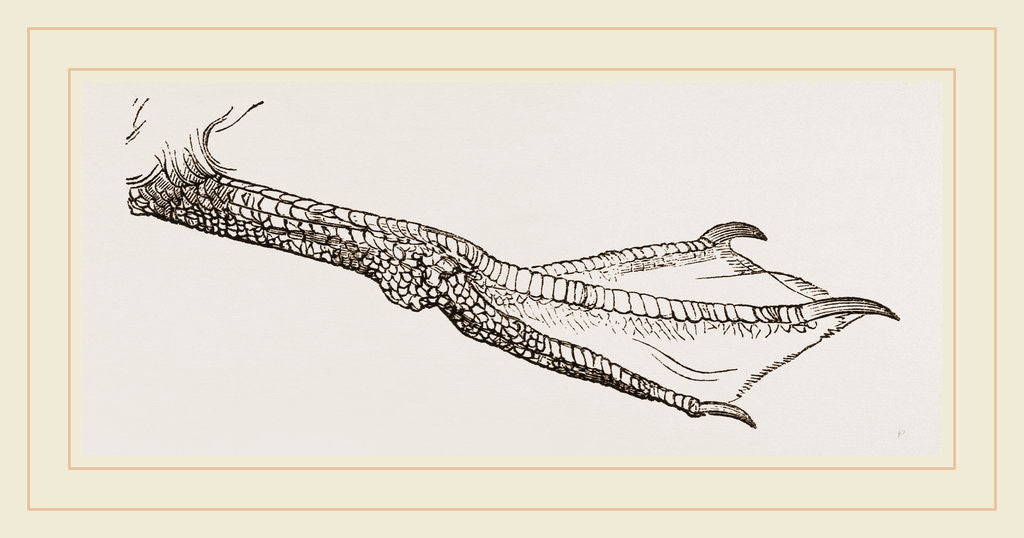 Detail of Foot of Guillemot by Anonymous