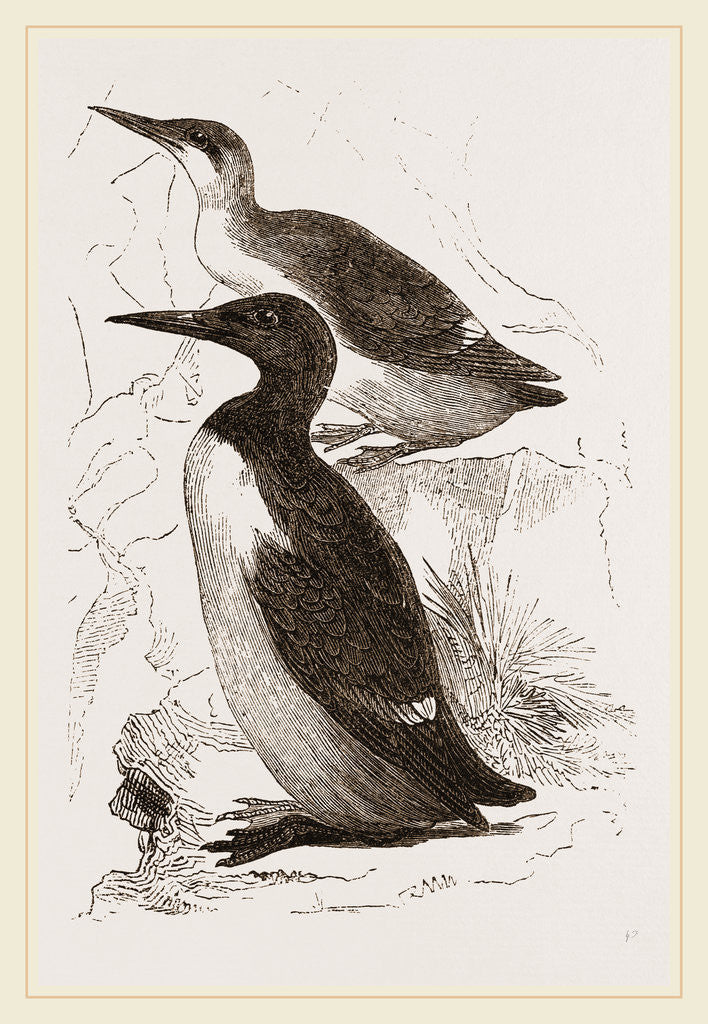Detail of Foolish Guillemots by Anonymous