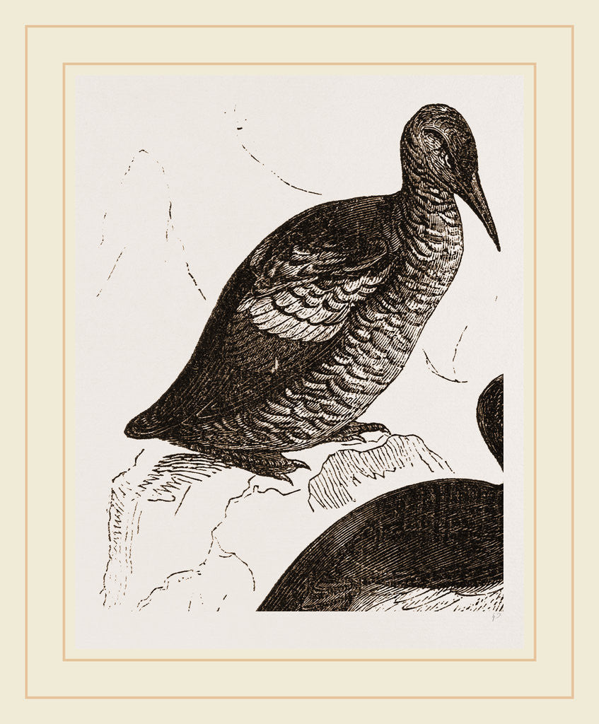 Detail of Black Guillemot by Anonymous