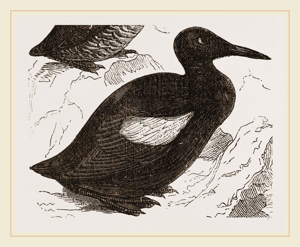 Detail of Black Guillemot by Anonymous