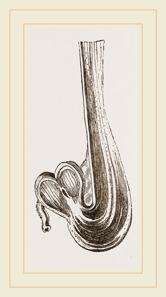 Detail of Gizzard of Little Auk by Anonymous