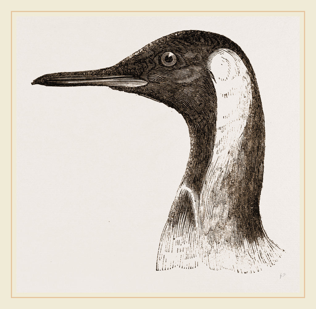 Detail of Head of King Penguin by Anonymous