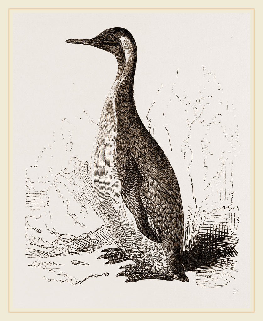 Detail of Patagonian Penguin by Anonymous