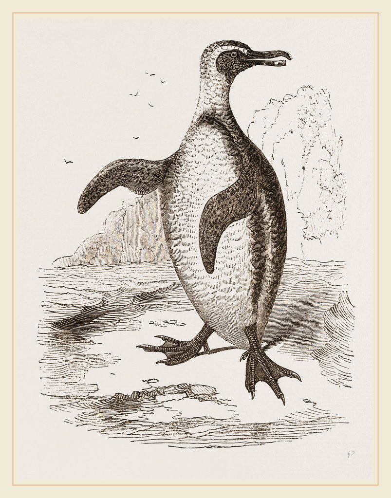 Detail of Jackass Penguin by Anonymous