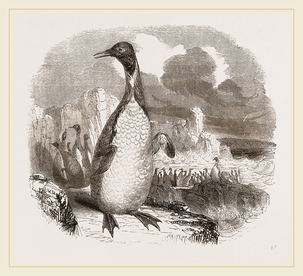 Detail of Patagonian Penguins by Anonymous