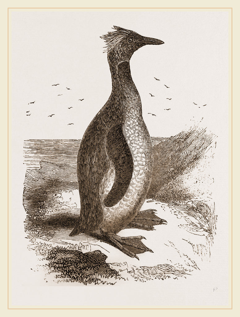 Detail of Crested Penguin by Anonymous