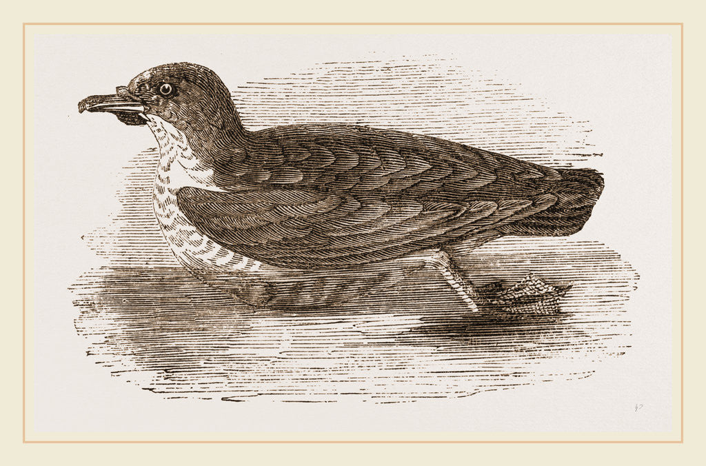 Detail of Grebe Petrel by Anonymous