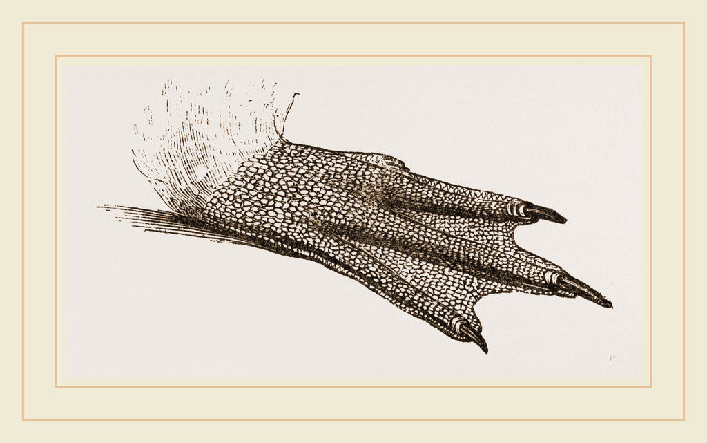 Detail of Foot of King Penguin by Anonymous