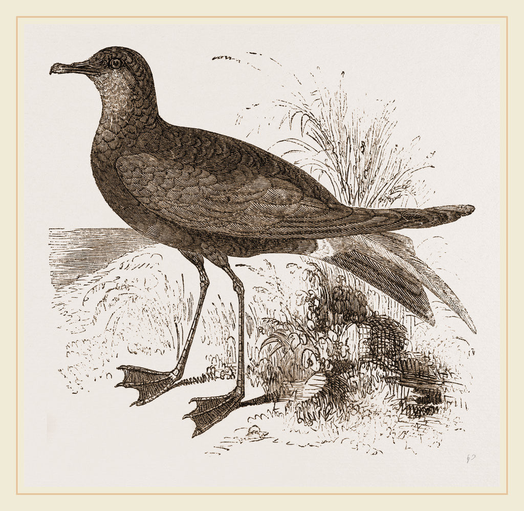 Detail of Wilson's Petrel by Anonymous