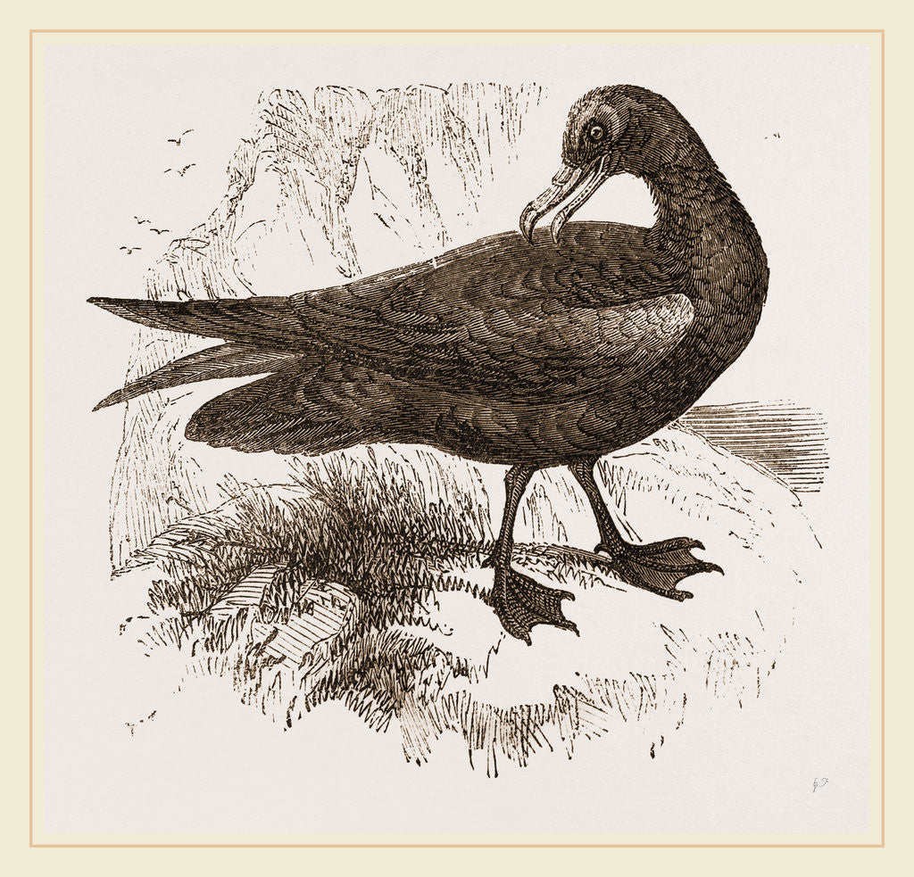 Detail of Black Petrel by Anonymous