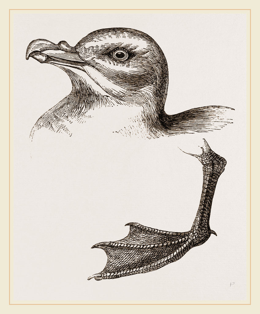 Detail of Head and Foot of Fulmar by Anonymous