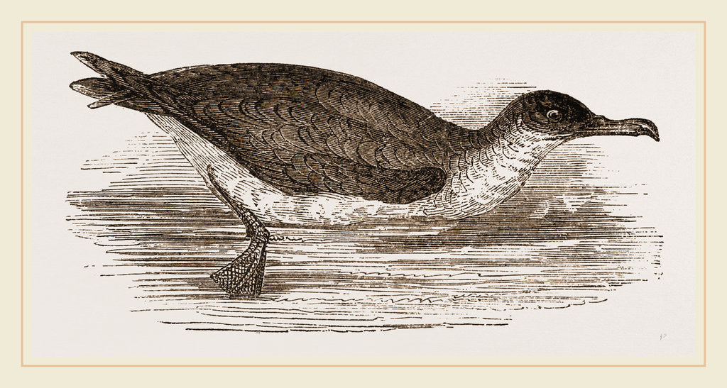 Detail of Manks Shearwater by Anonymous
