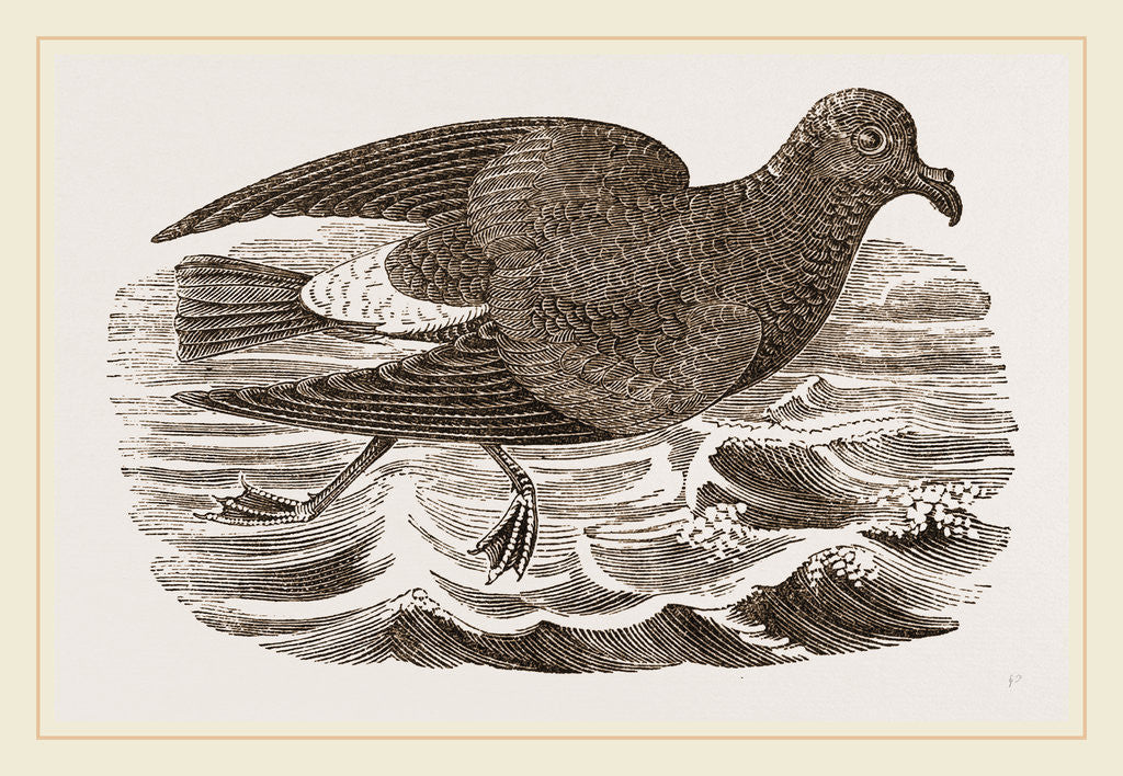 Detail of Stormy Petrel by Anonymous