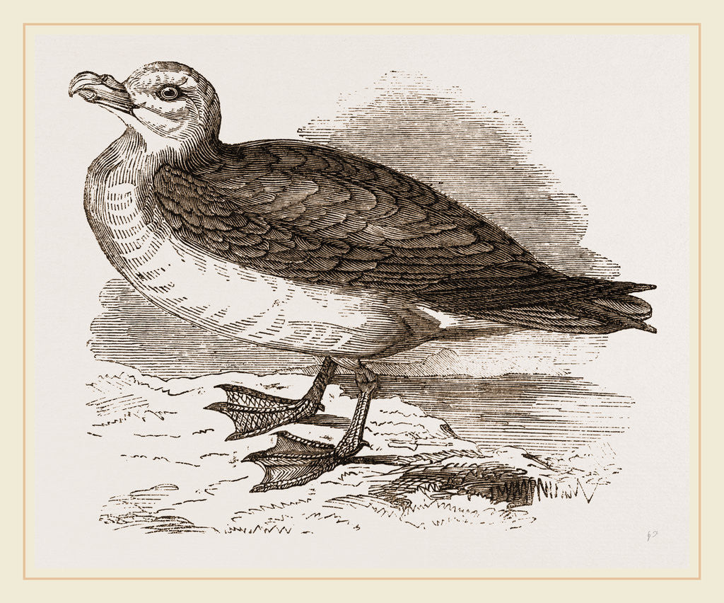Detail of Fulmar Petrel by Anonymous