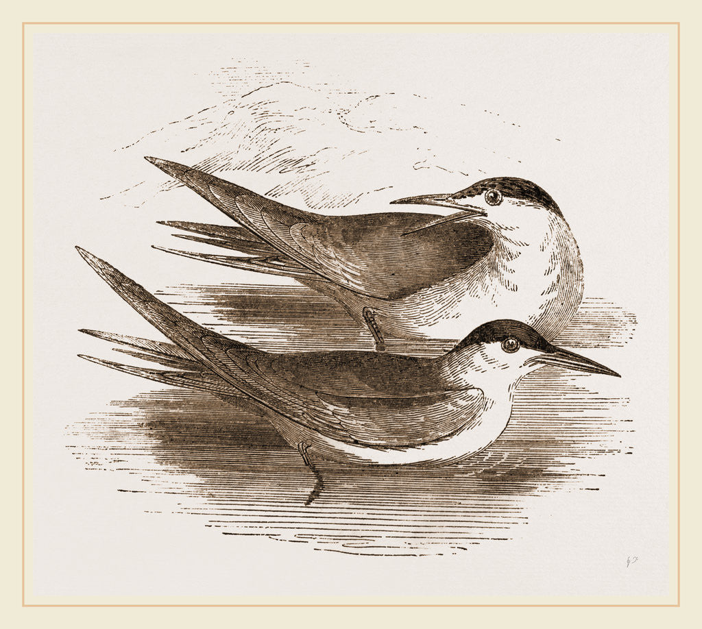 Detail of Common Terns by Anonymous