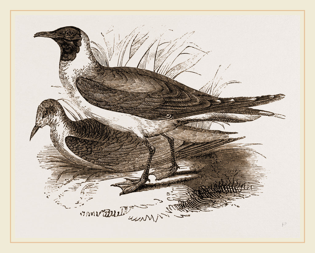 Detail of Laughing Gulls by Anonymous