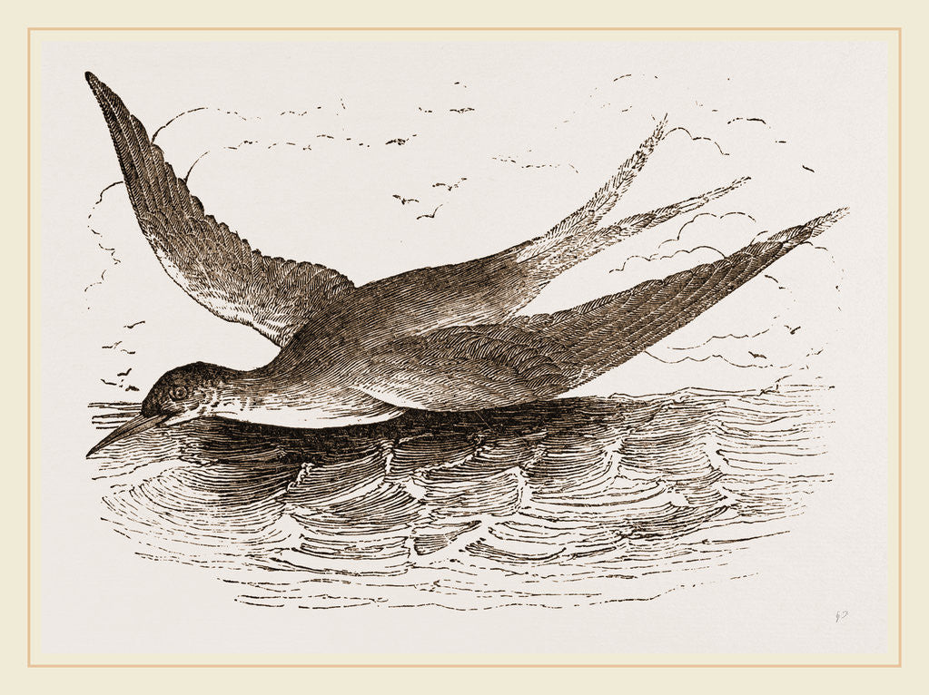 Detail of Common Tern by Anonymous