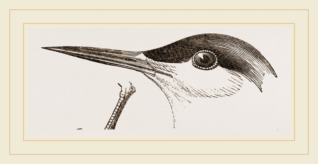 Detail of Head of Tern by Anonymous