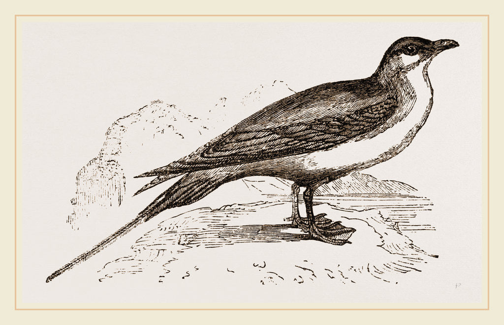 Detail of Artic Skna Gull by Anonymous