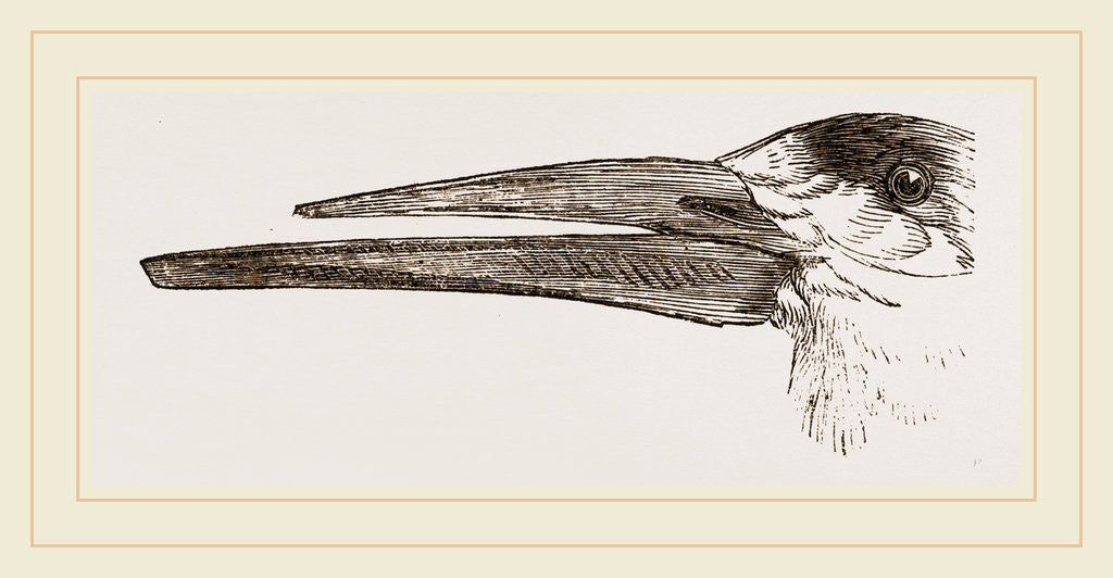 Detail of Head of Scissors-bill by Anonymous