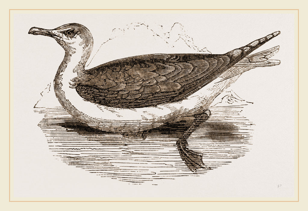Detail of Great Black-backed Gull by Anonymous