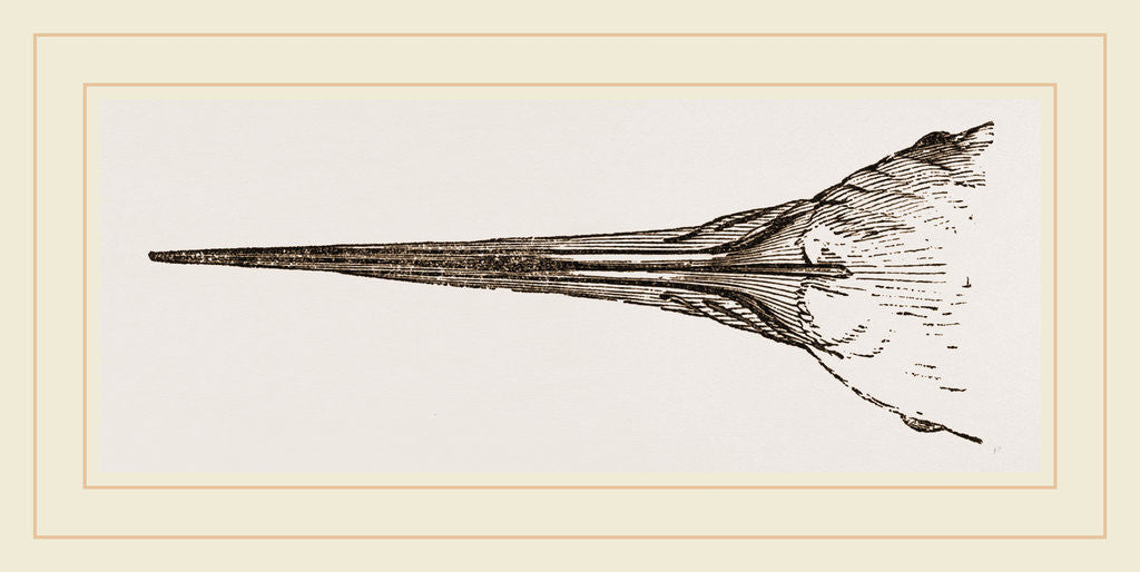 Detail of Bill of Scissors-bill by Anonymous