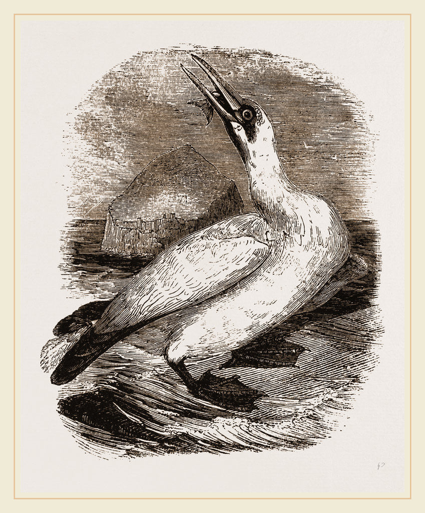 Detail of Gannet by Anonymous