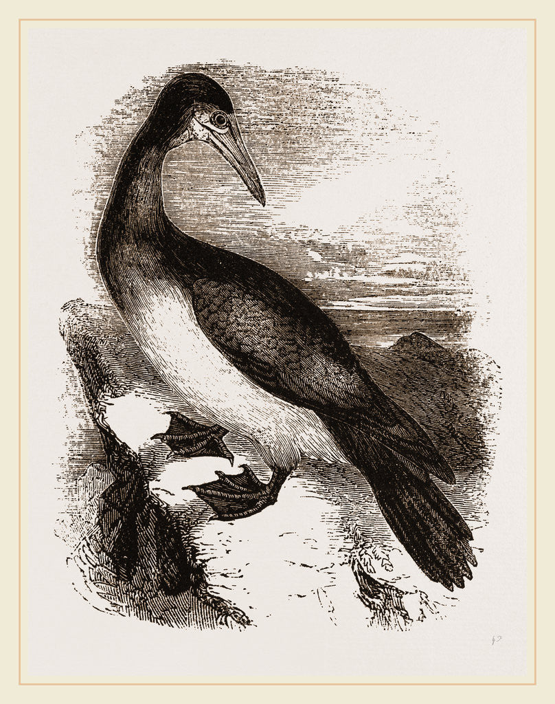 Detail of Booby or Brown Gannet by Anonymous
