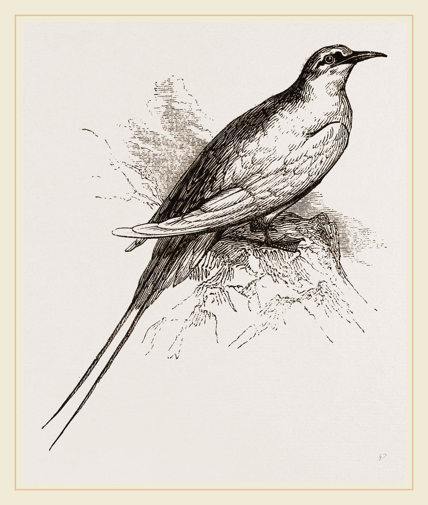 Detail of Tropic Bird by Anonymous