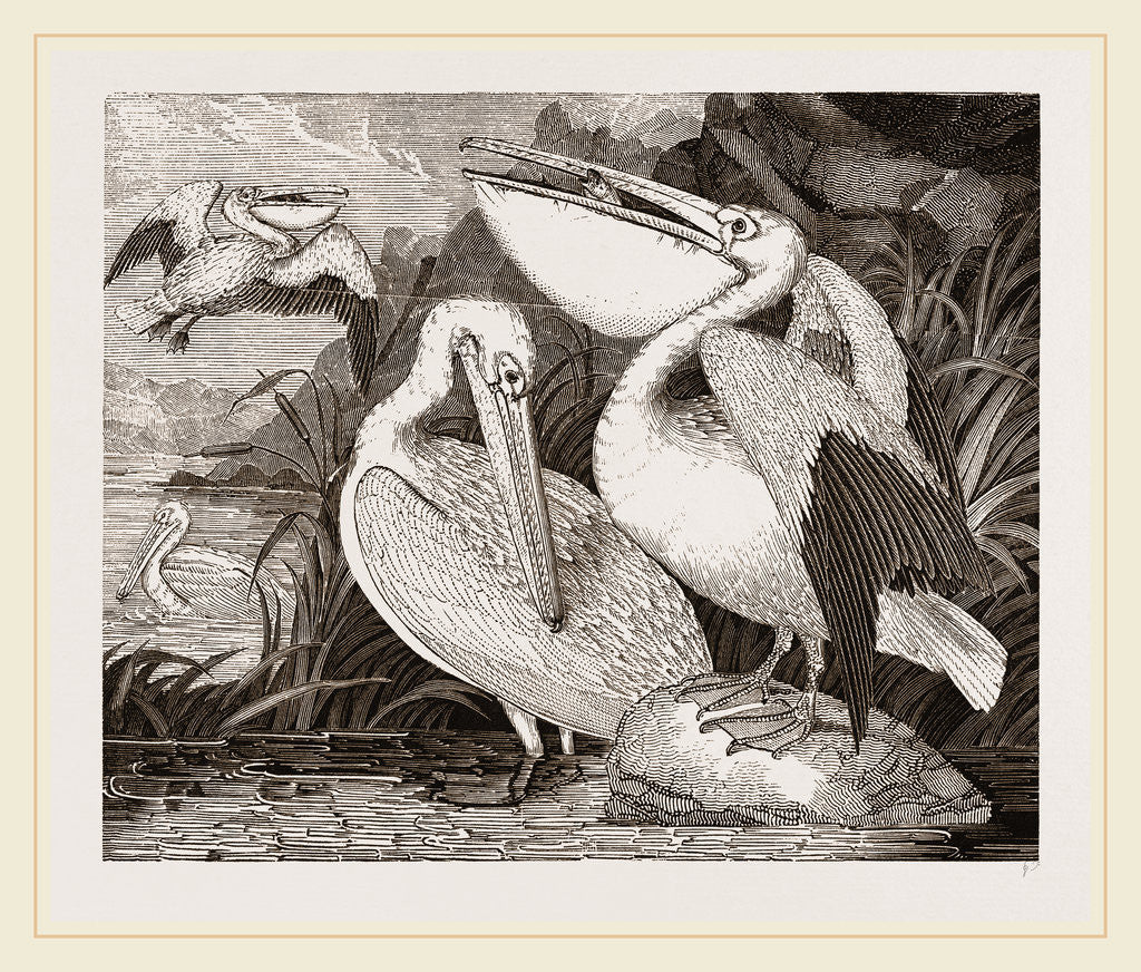 Detail of Pelicans by Anonymous