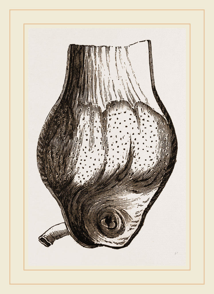 Detail of Gizzard of Gannet by Anonymous