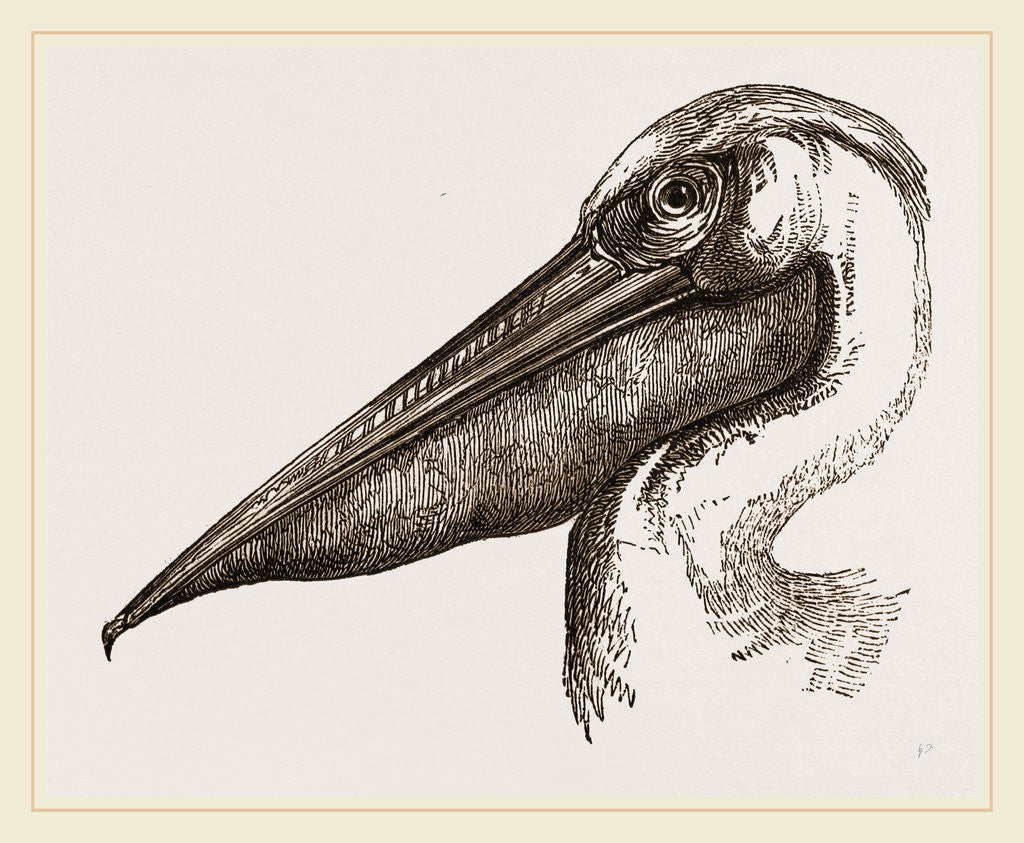 Detail of Head of Pelican by Anonymous