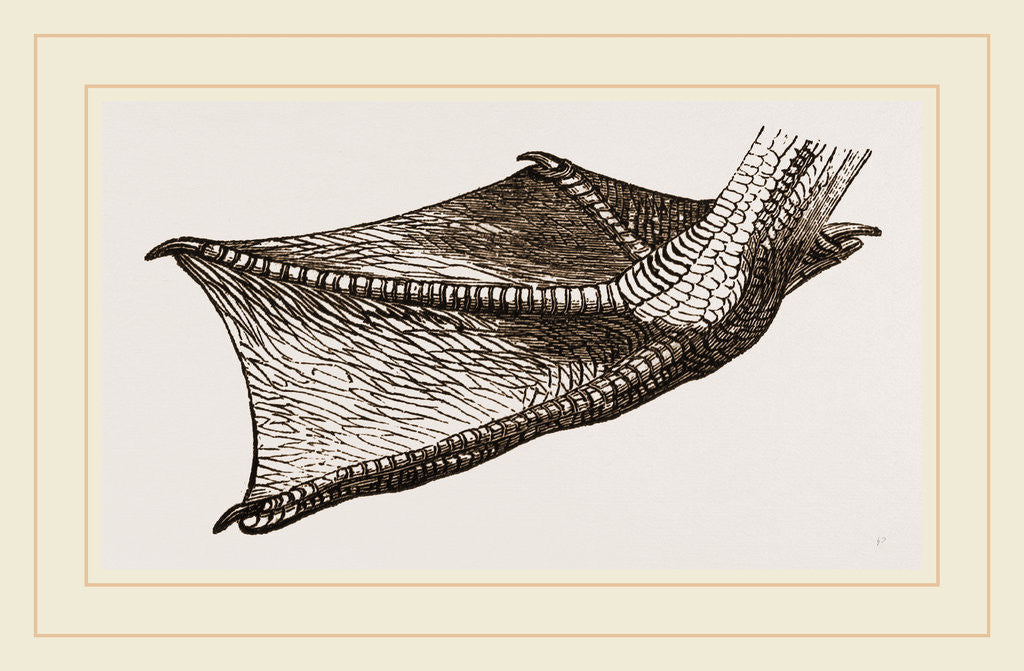 Detail of Foot of Pelican by Anonymous