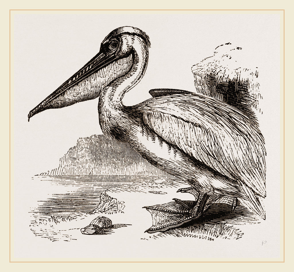 Detail of Pelican by Anonymous