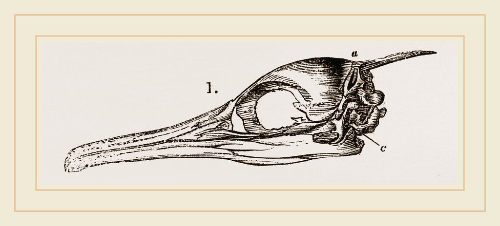 Detail of Skull and Head of Cormorant by Anonymous