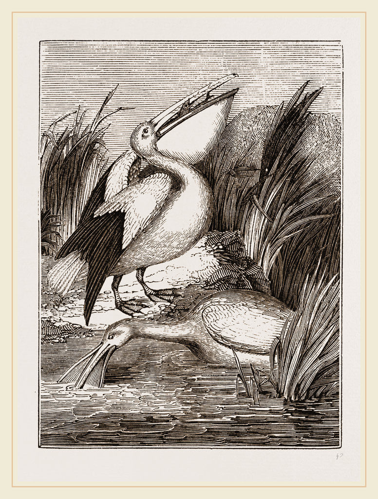 Detail of Pelicans by Anonymous
