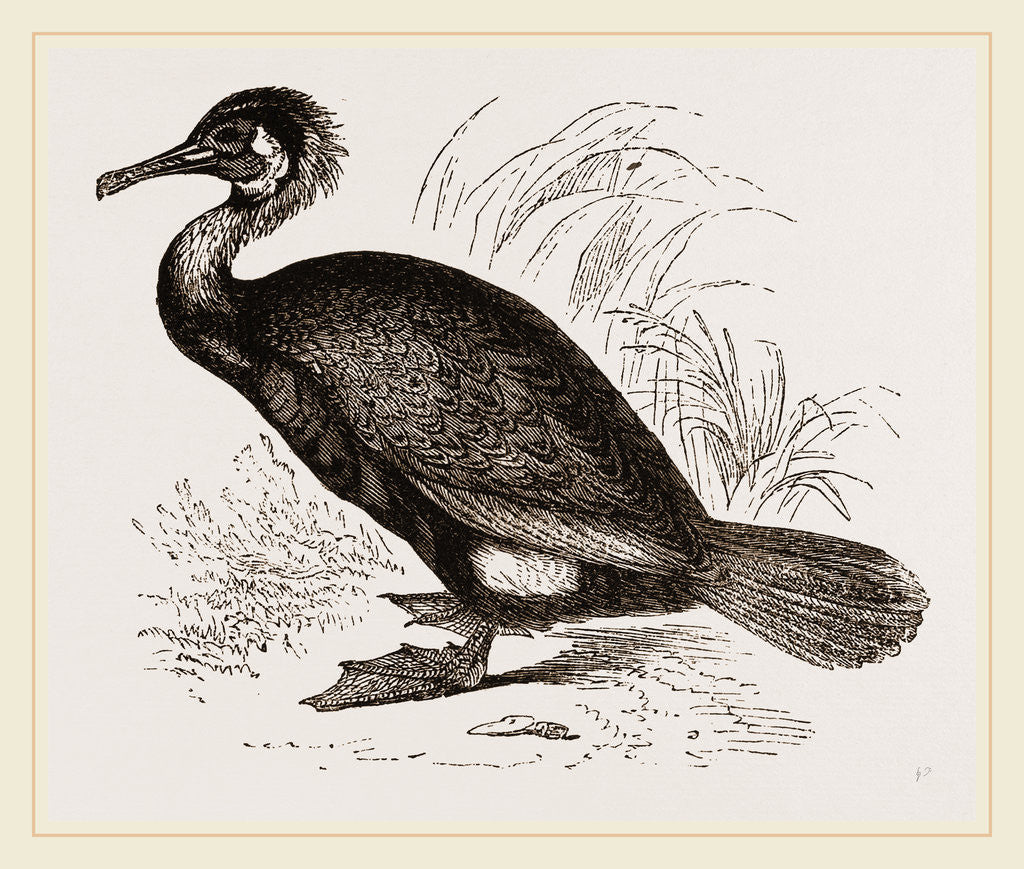 Detail of Cormorant by Anonymous