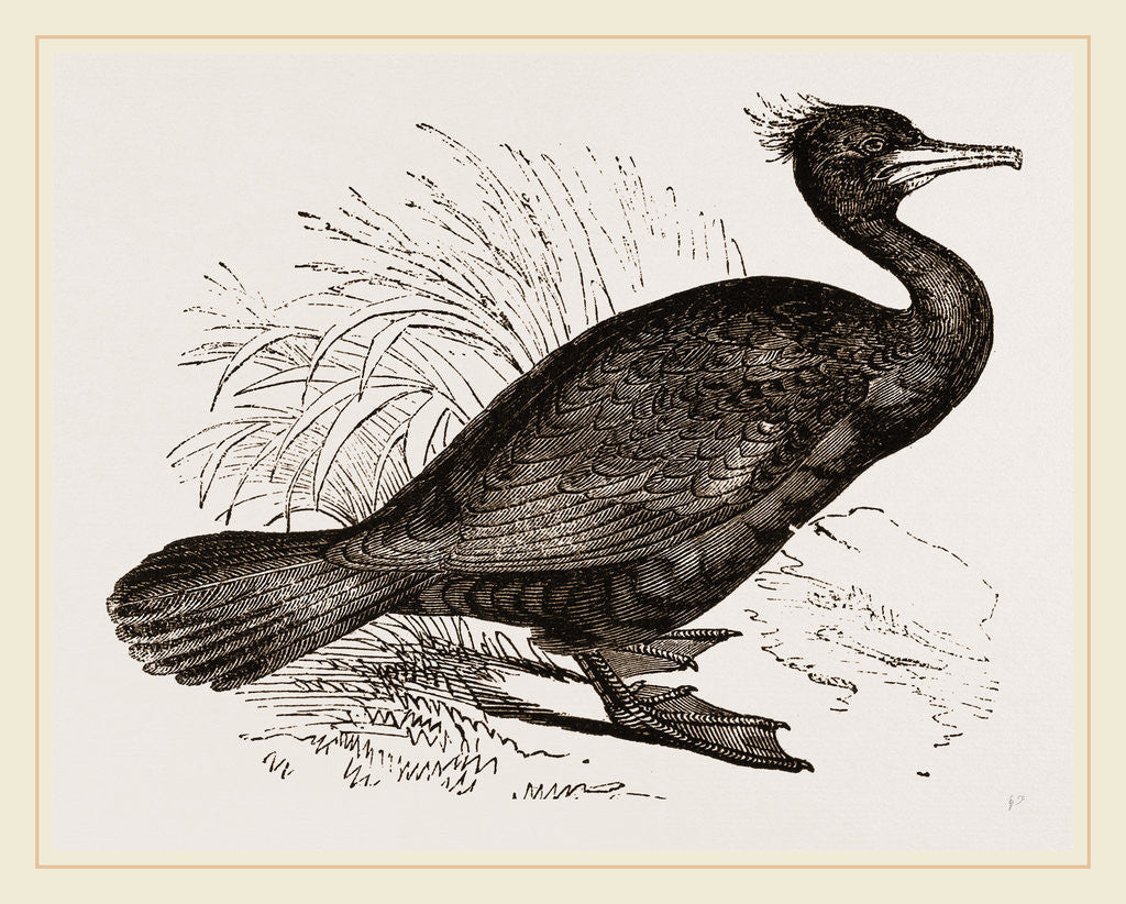 Detail of Crested Cormorant by Anonymous