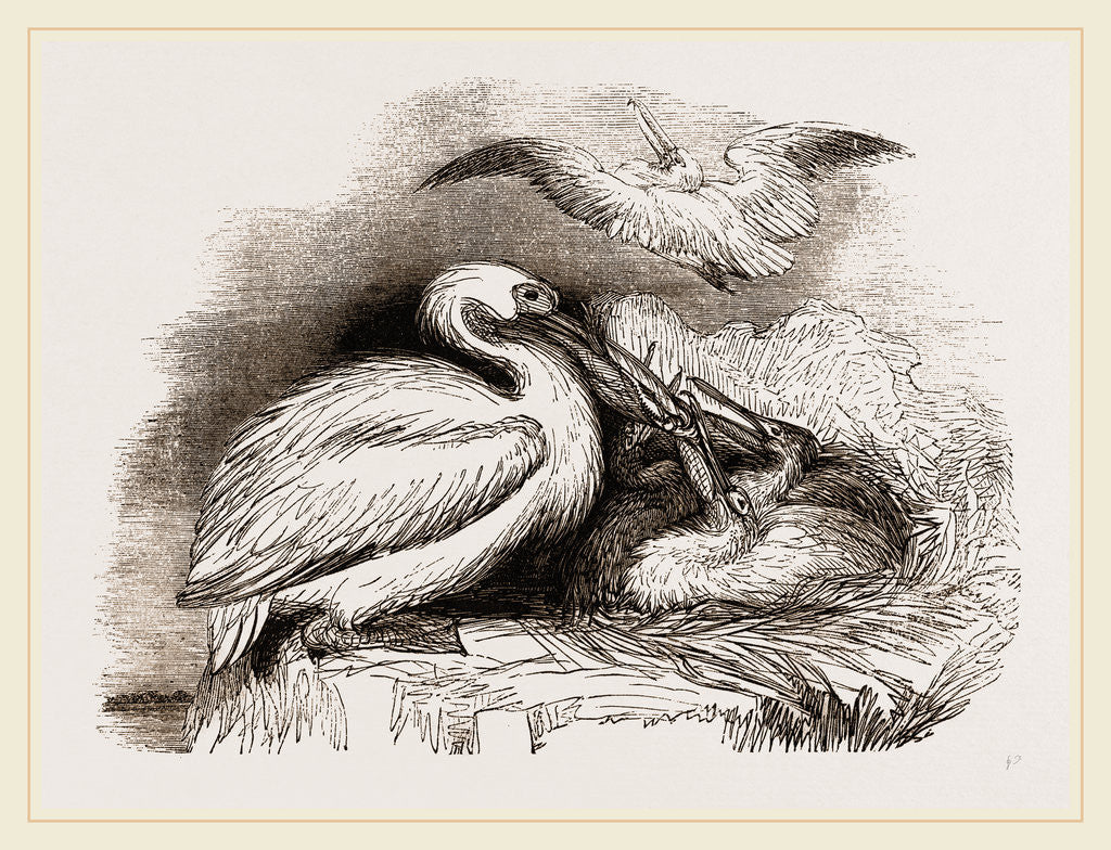 Detail of Pelican and Young by Anonymous