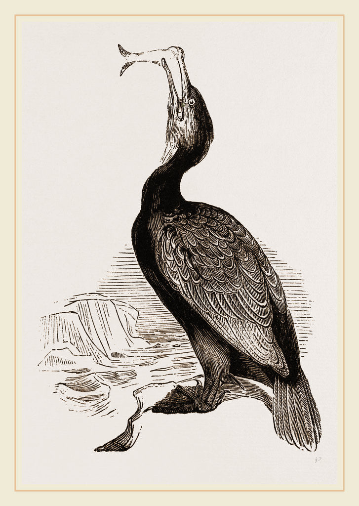 Detail of Crested Cormorant by Anonymous