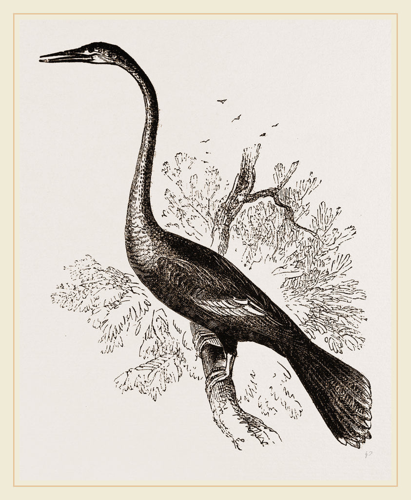 Detail of American Darter Female by Anonymous