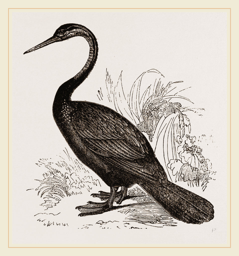 Detail of Le Valliant's Darter by Anonymous
