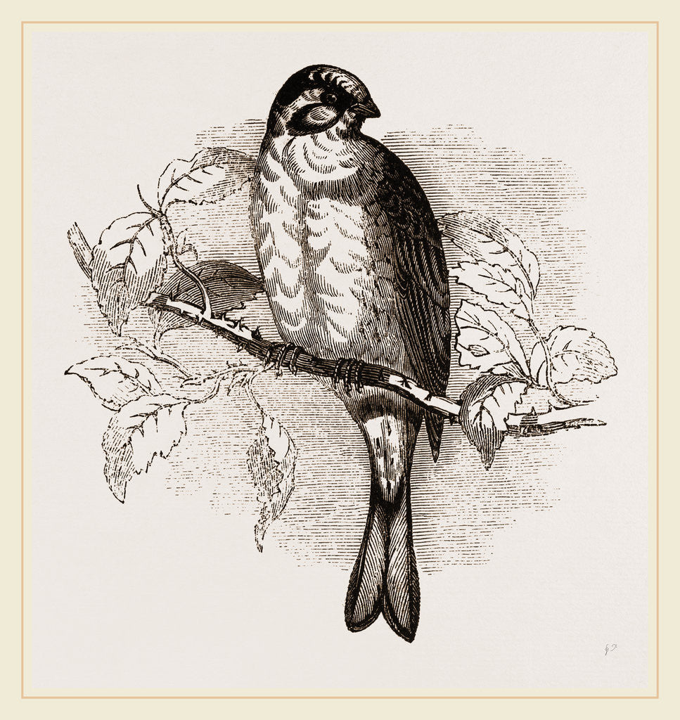 Detail of Yellow Bunting by Anonymous