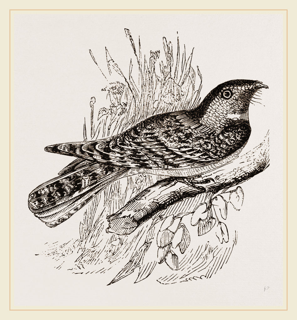 Detail of Chuck Will's Widow by Anonymous