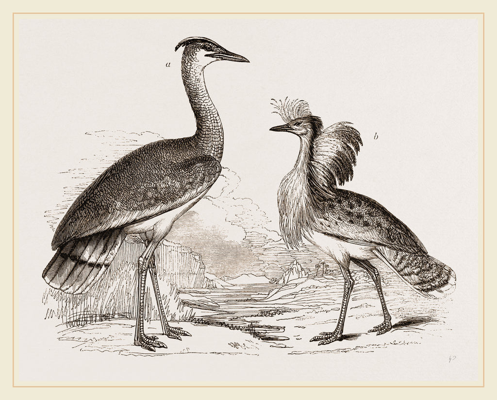Detail of Kori Bustard and Houbara by Anonymous